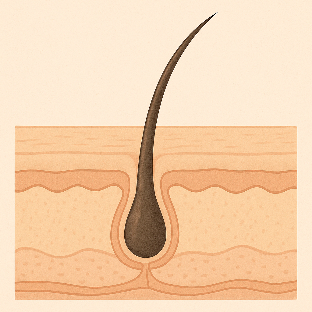 Cross-section illustration of a healthy hair follicle in the scalp
